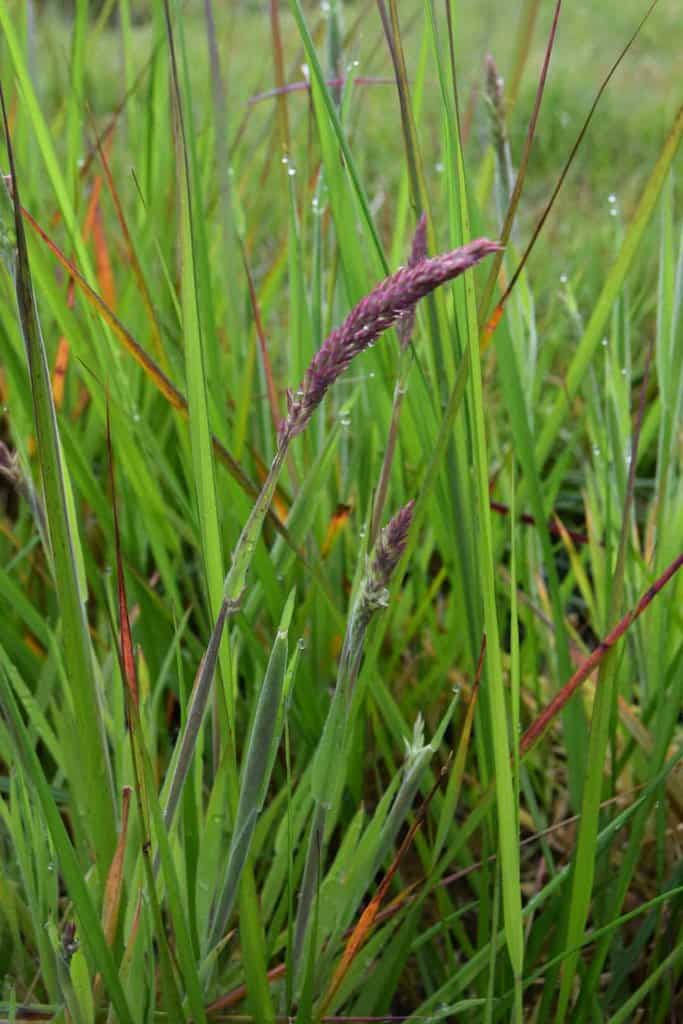 Calamagrostis x acutiflora 'Karl Foerster' ---